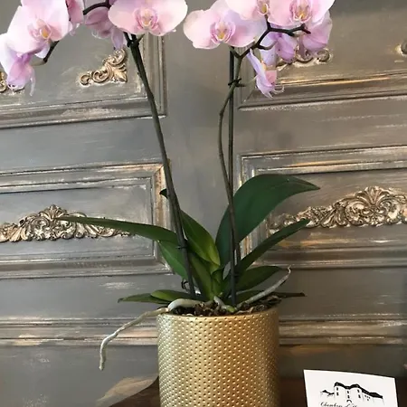 Nocleg ze śniadaniem D'hotes Du Chateau 4*